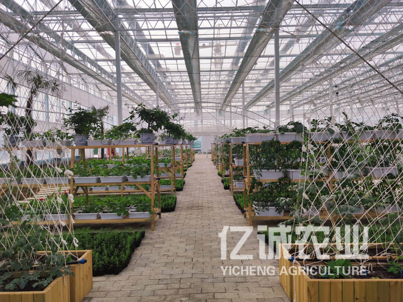 蔬菜种植大棚玻璃温室